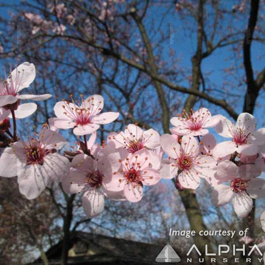 Prunus c. Thundercloud 7gal Purple Leaf Plum