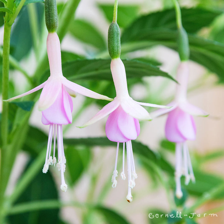 Fuchsia White Knights Pearl 1gal – Cornell Farm
