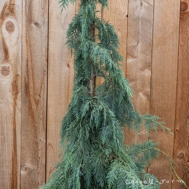 Chamaecyparis n. Green Arrow 5gal Weeping Alaskan Cedar – Cornell Farm