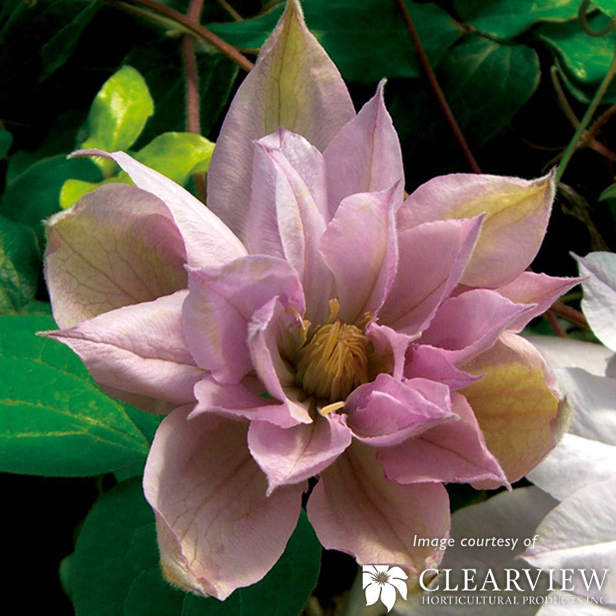 Clematis Violet Elizabeth 1gal