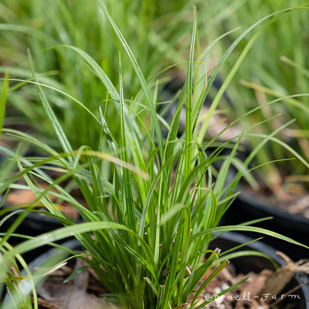calmogen plant prospect Carex obnupta 2Qrt Slough Sedge – Cornell Farm