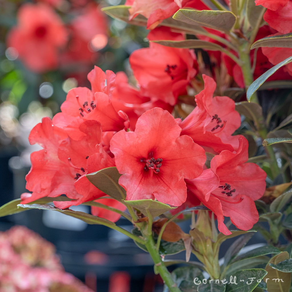 Rhododendron Whitney's Dwarf Red 1gal  Cornell Farm