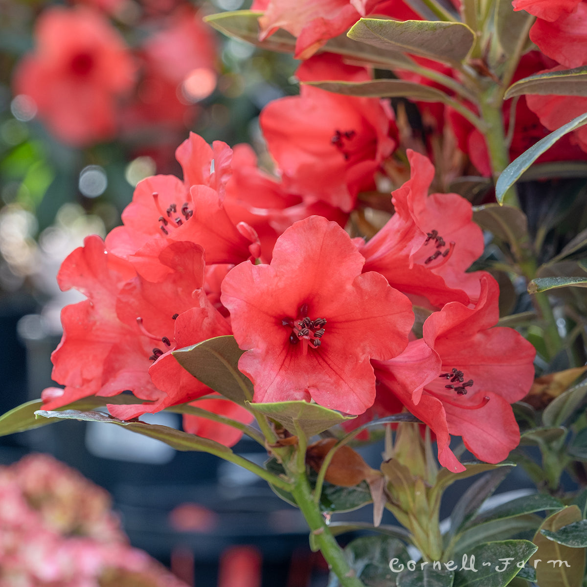 Rhododendron Whitney's Dwarf Red 1gal