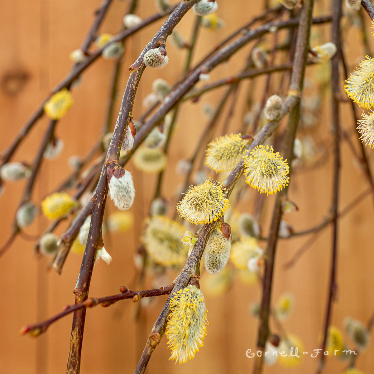 Salix c. Pendula 3gal Weeping Pussy Willow