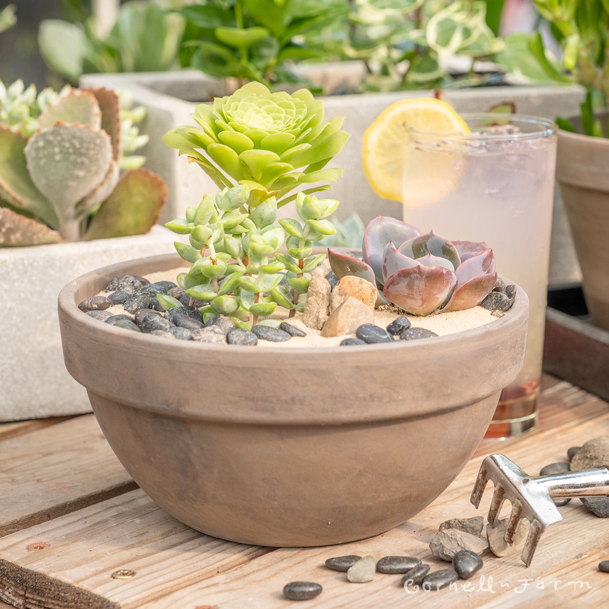 Succulent Bowl "Plant and Sip" Workshop Seat