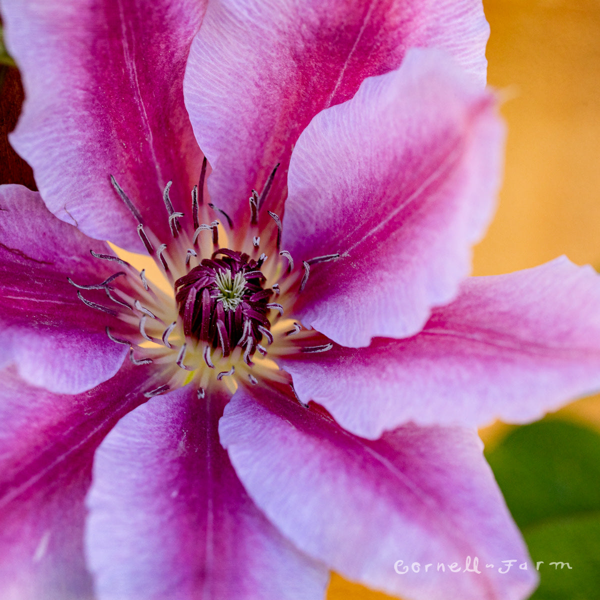 Clematis Nelly Moser Euroqrt Bicolor Pink