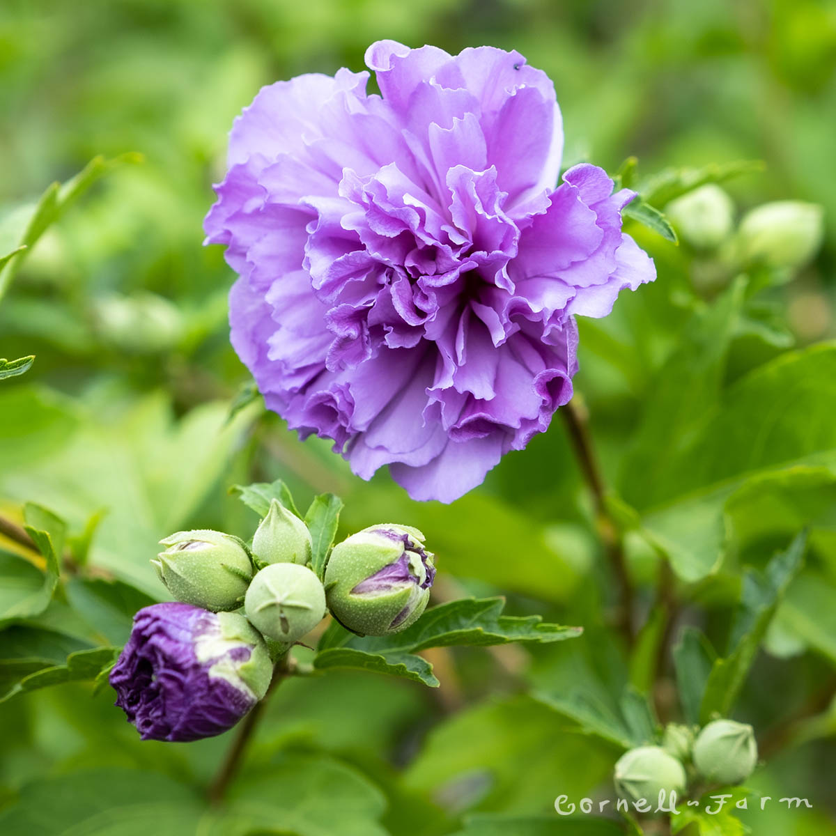 Hibiscus s. Blueberry Smoothie 3gal Hardy Rose of Sharon