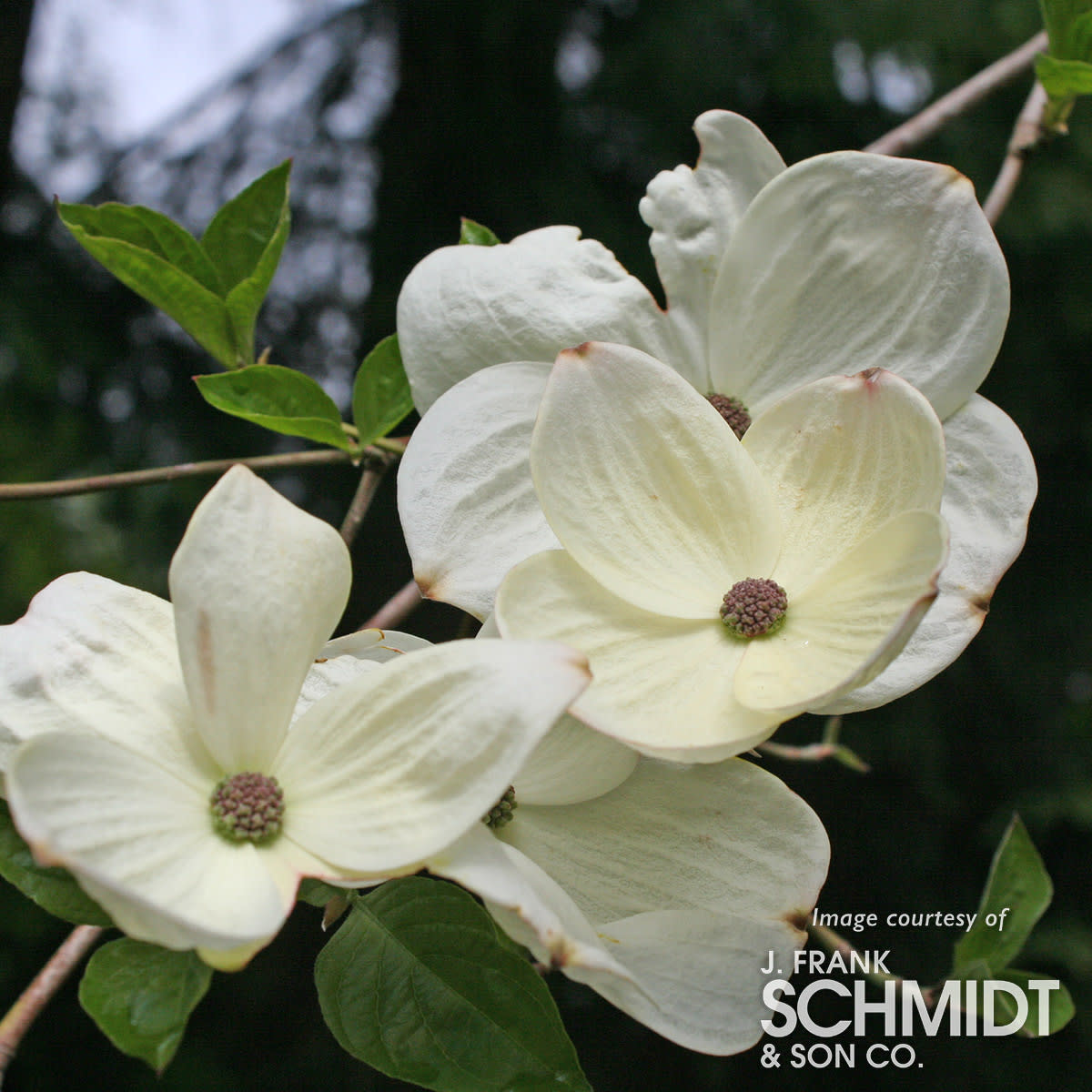 Cornus Eddie's White Wonder 15gal 6-7ft Dogwood Tree