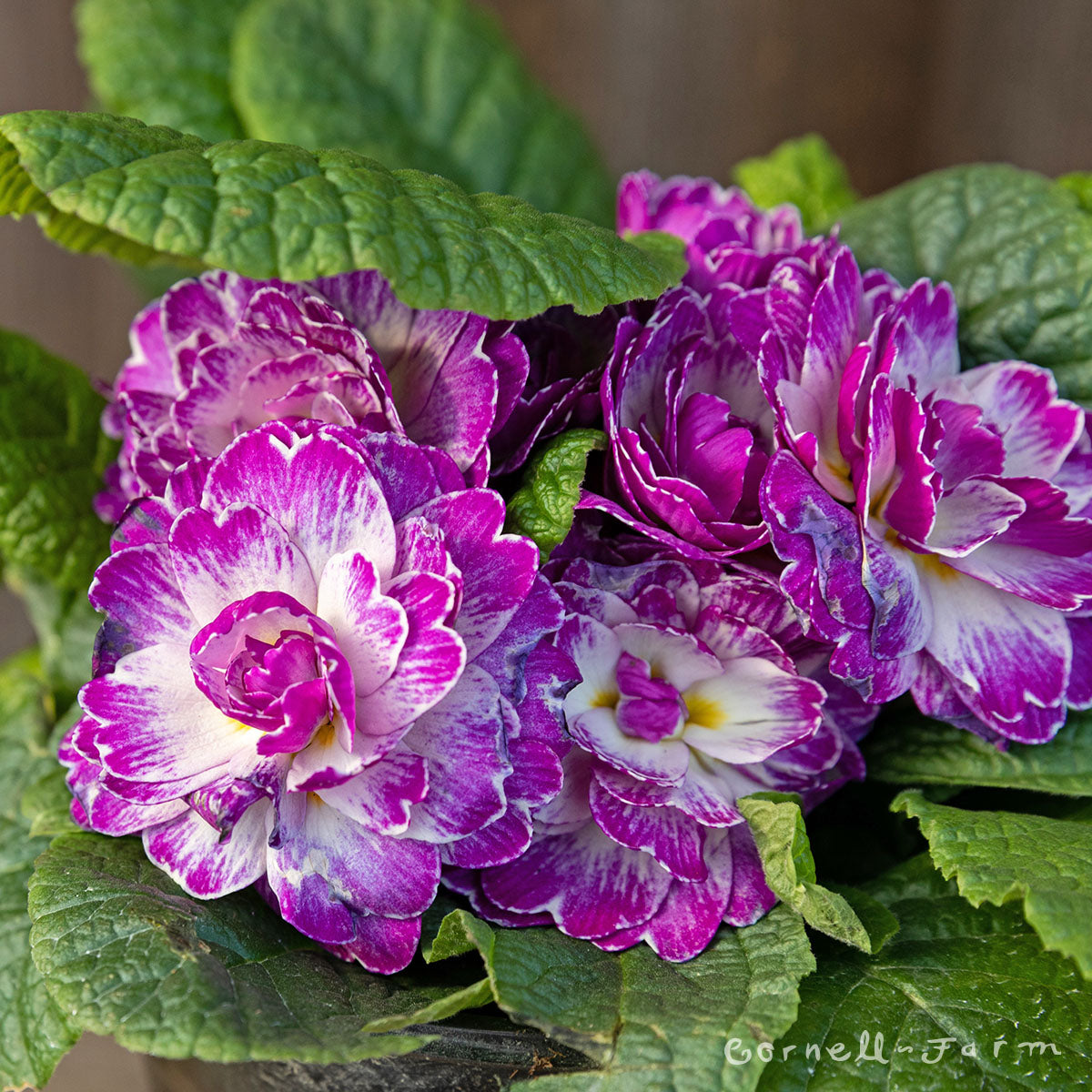 Primula v. Belarina Lively Lilac 5in