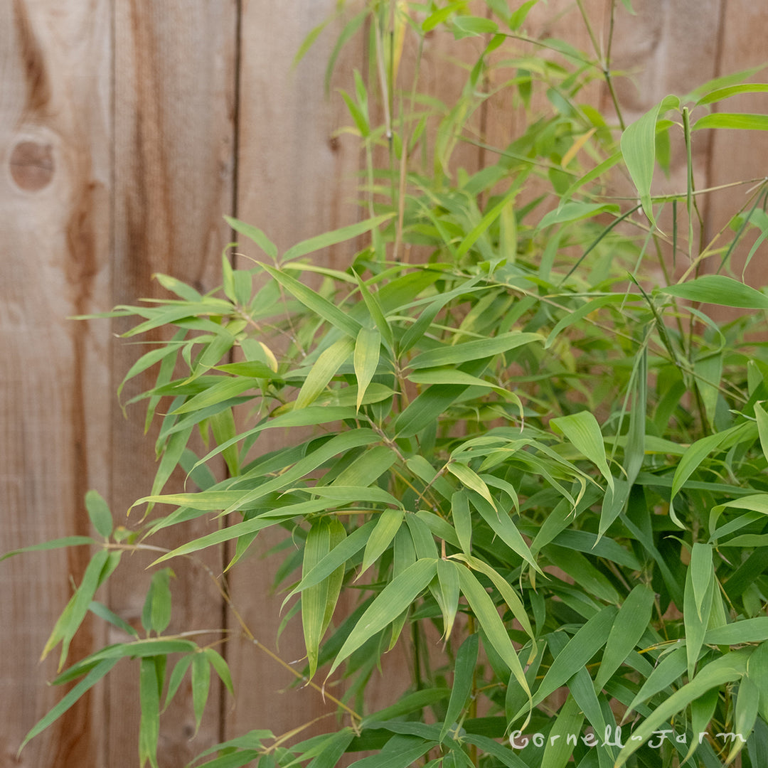 Phyllostachys aureum 5gal Golden Bamboo – Cornell Farm