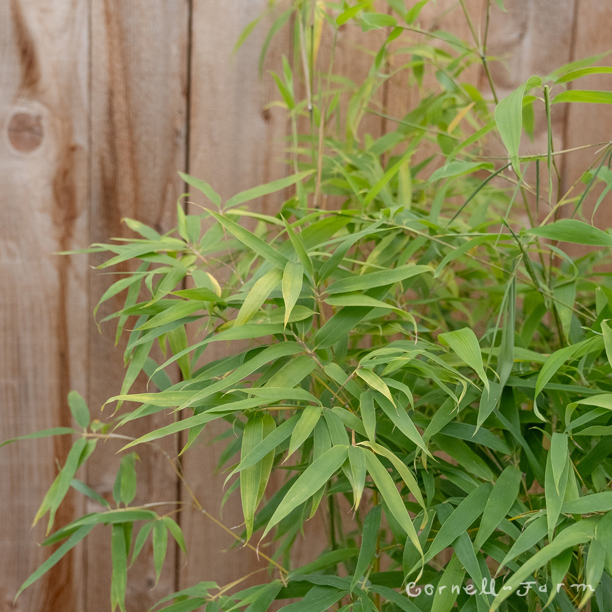 Phyllostachys aureum 5gal Golden Bamboo