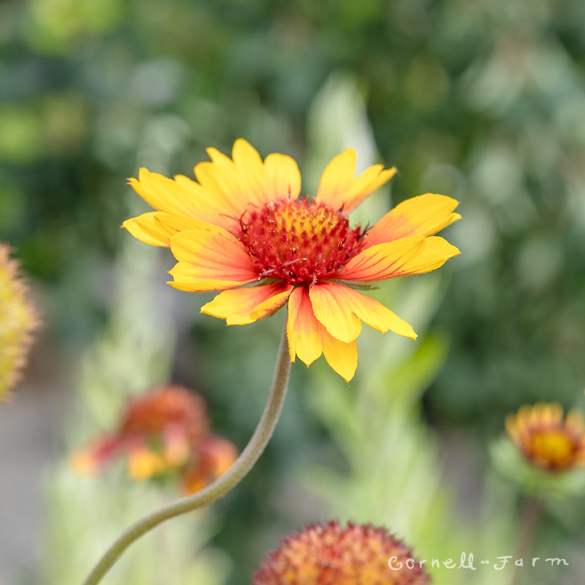 Gaillardia aristata 1gal Blanket Flower