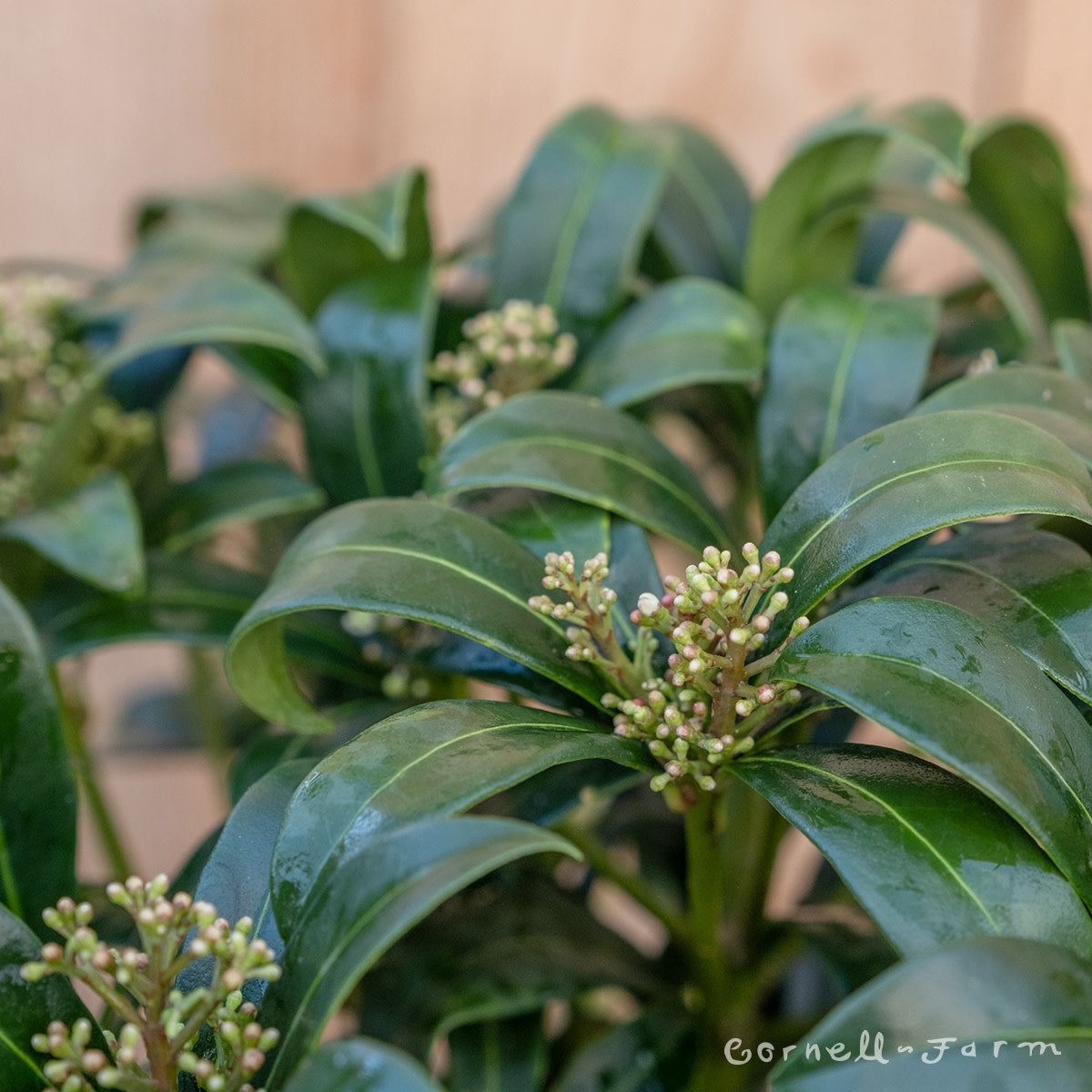 Skimmia reevesiana 1gal Reeves Skimmia