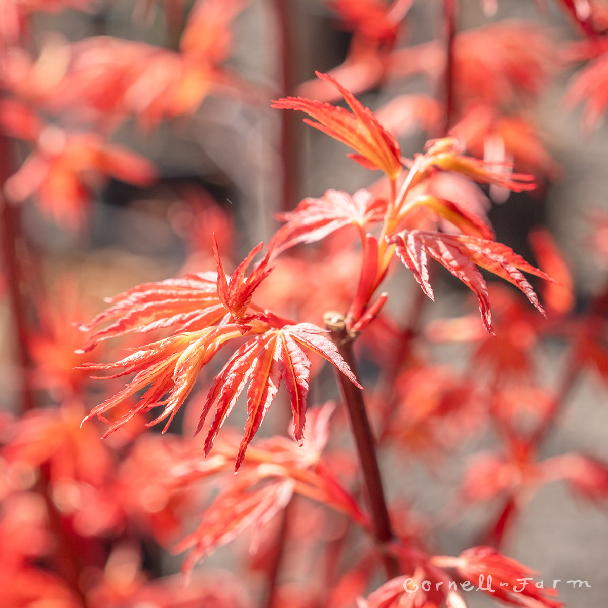 Acer x. pse. First Flame 6gal Maple