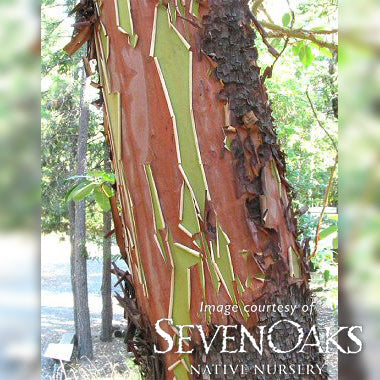 Arbutus menziesii 1gal Madrone