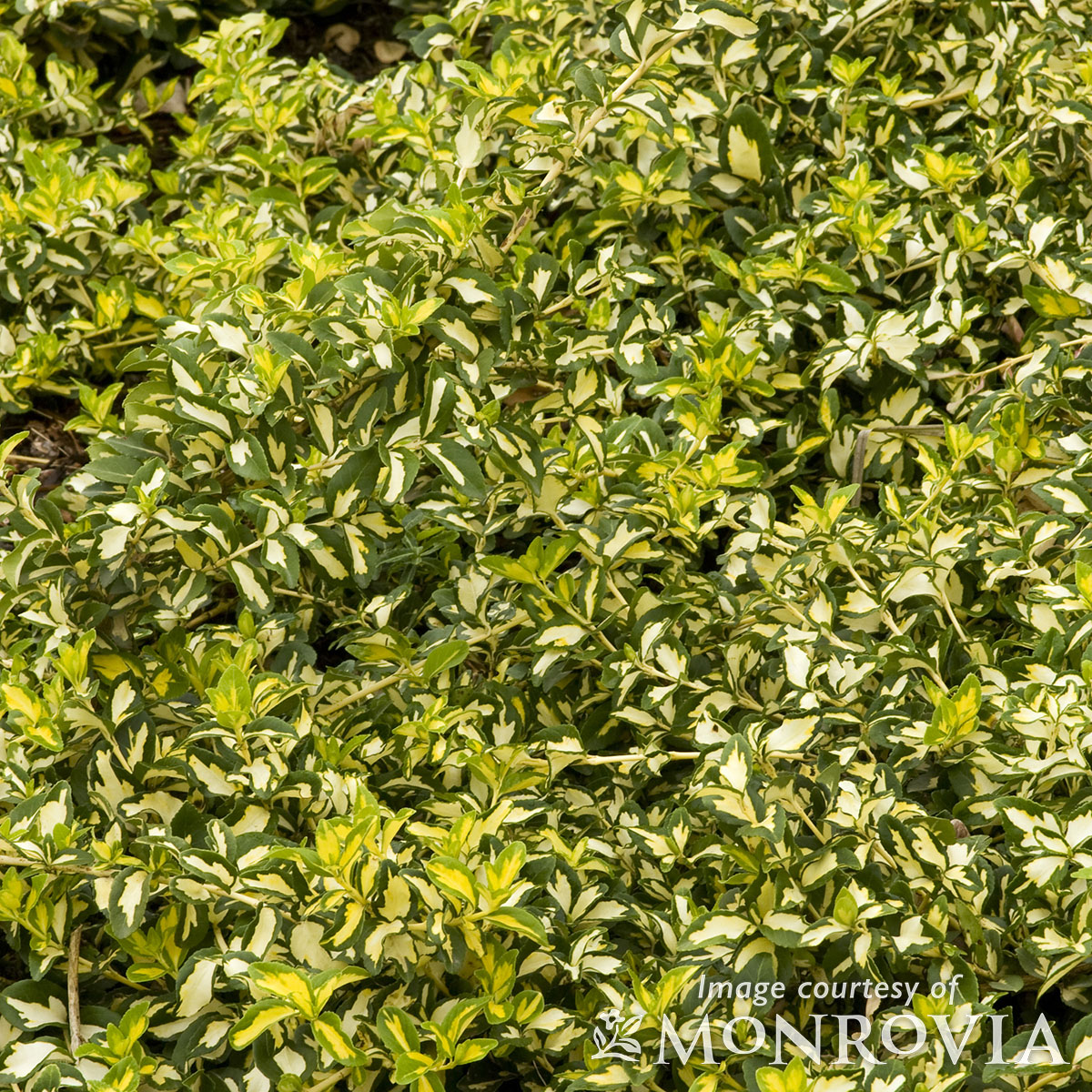 Euonymus f. Moonshadow 2gal. Wintercreeper