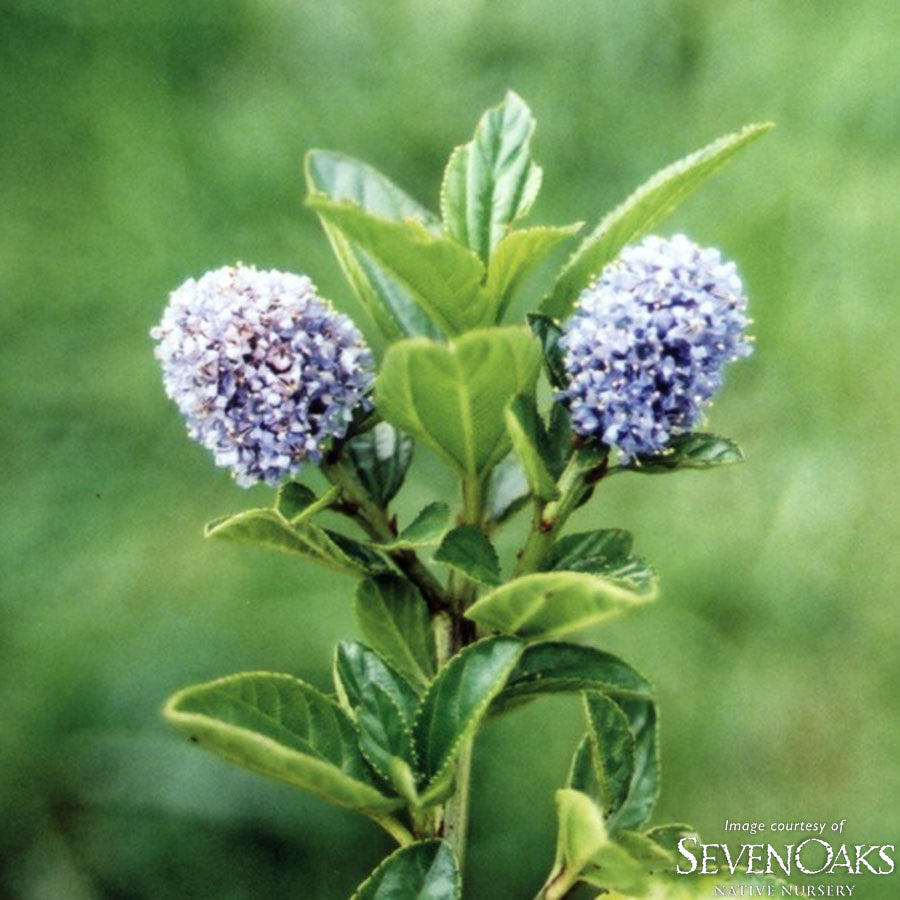 Ceanothus thyrsiflorus 2gal Native California Lilac