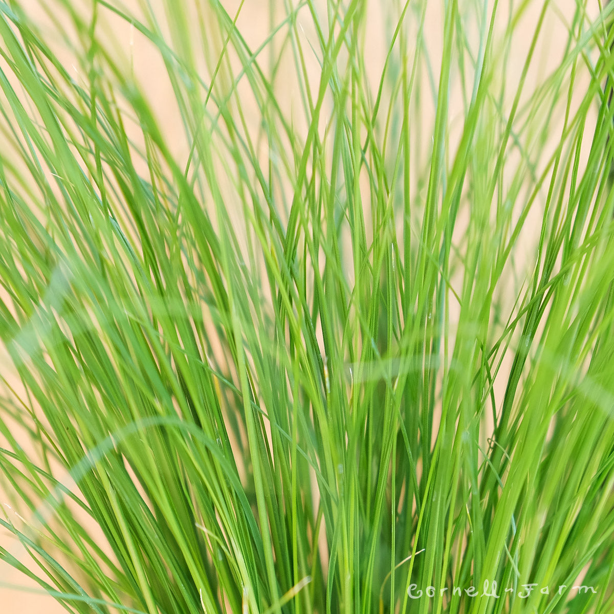 Nassella tenuissima 1gal Mexican Feather Grass Stipa