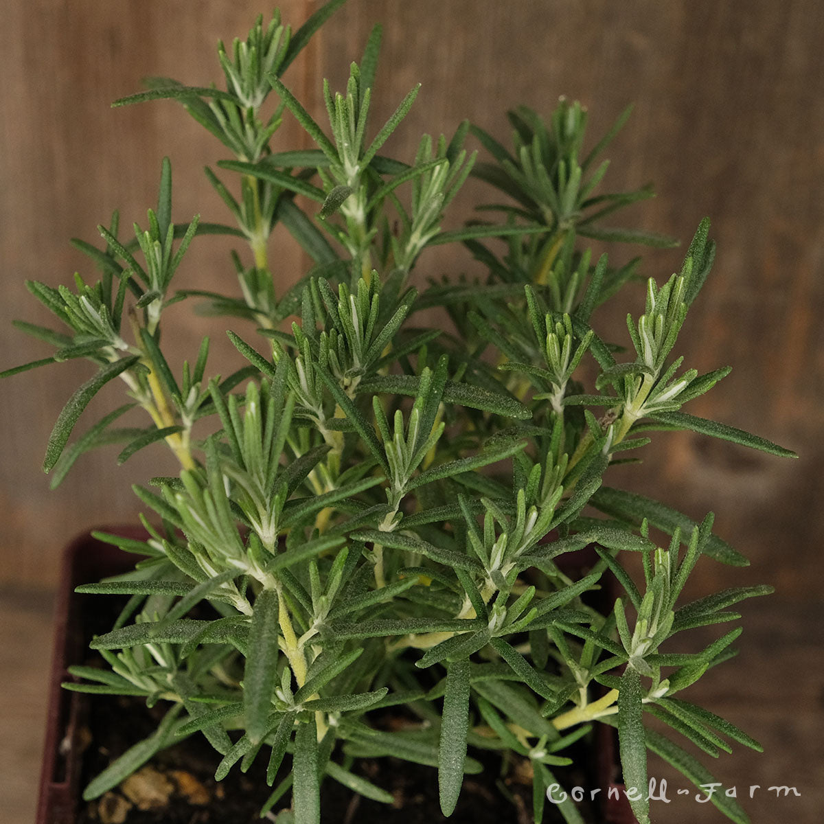 Rosmarinus off Arp 1gal Rosemary