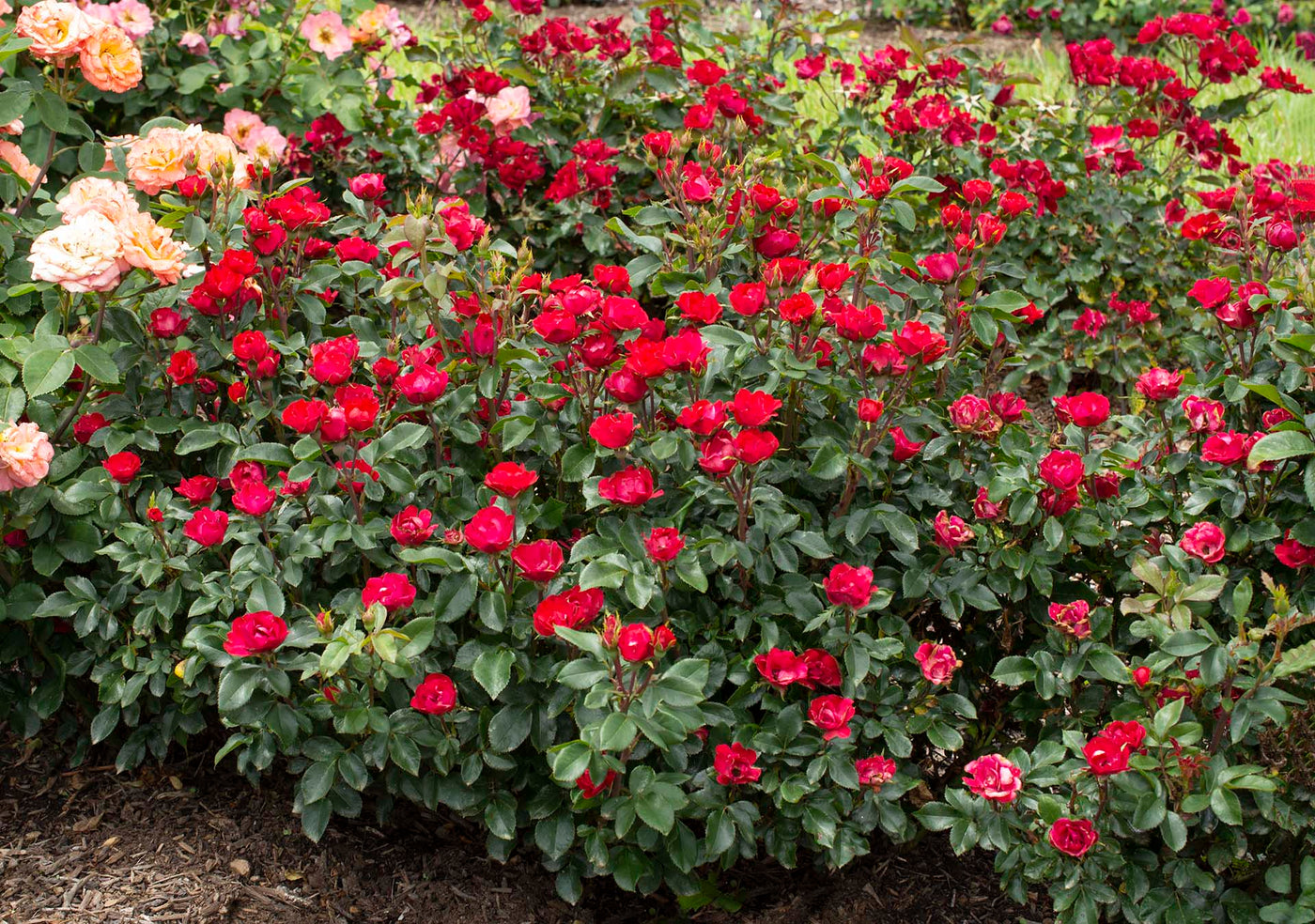 Rose Knockout Petite 5gal Shrub – Cornell Farm