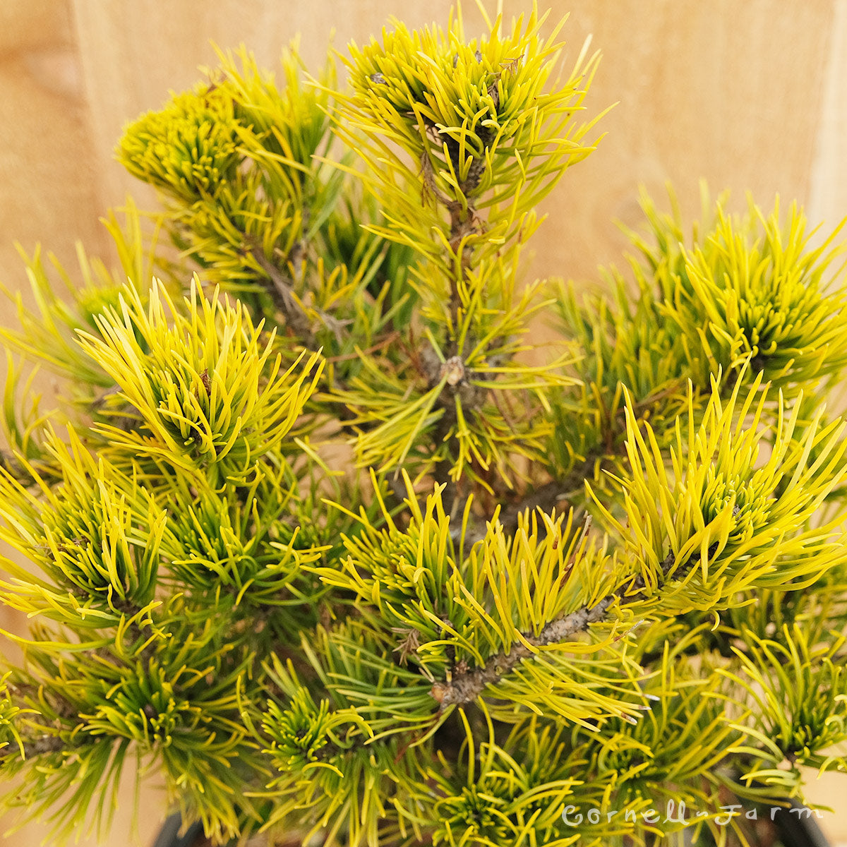 Pinus mugo Carstens Wintergold 2gal