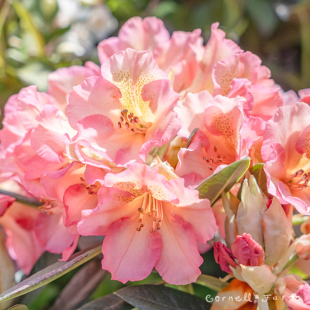 Rhododendron Lem's Tangerine 2gal Orange – Cornell Farm