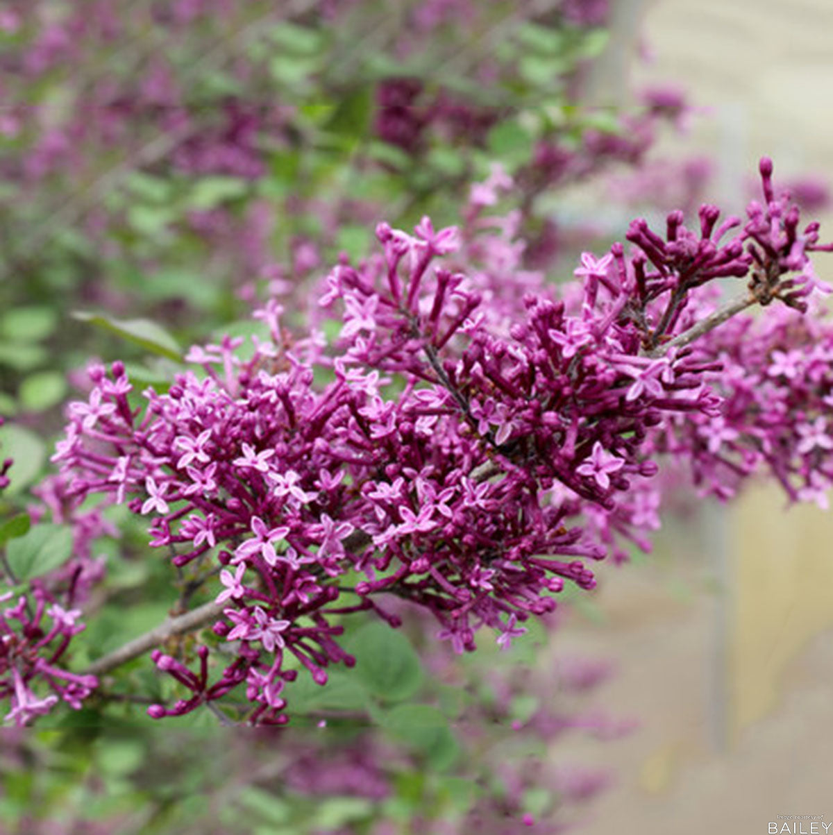 Syringa x Bloomerang Dark Purple 7gal 3' Lilac Tree