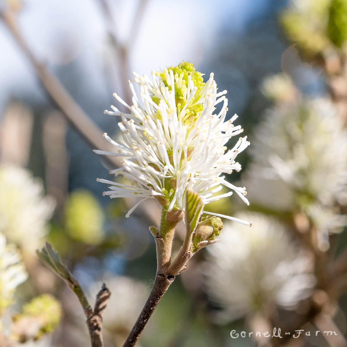 Fothergilla major Mount Airy 3gal