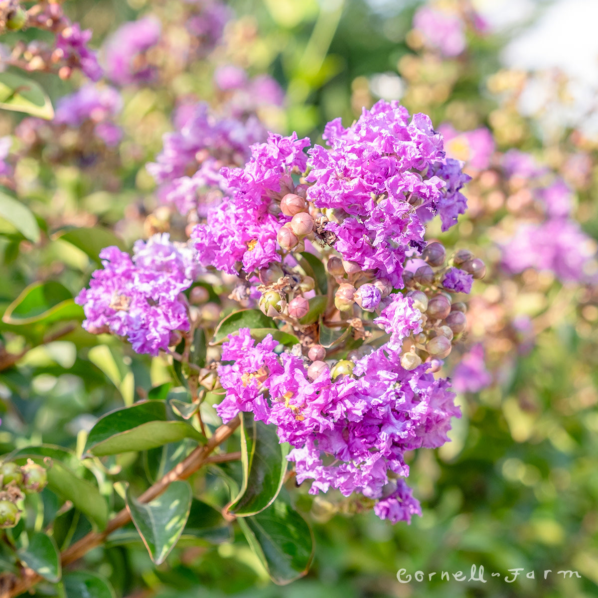 Lagerstroemia i. Catawba 15gal 4-5ft Crape Myrtle Shrub Form Purple