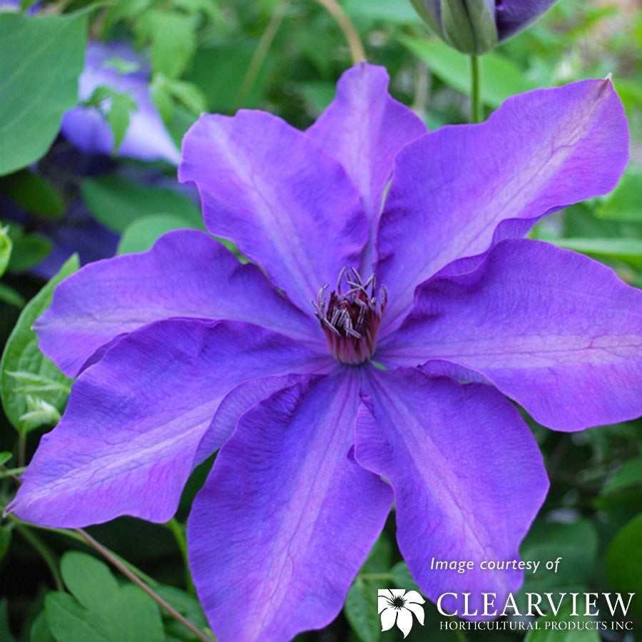 Clematis The President 1gal violet blue