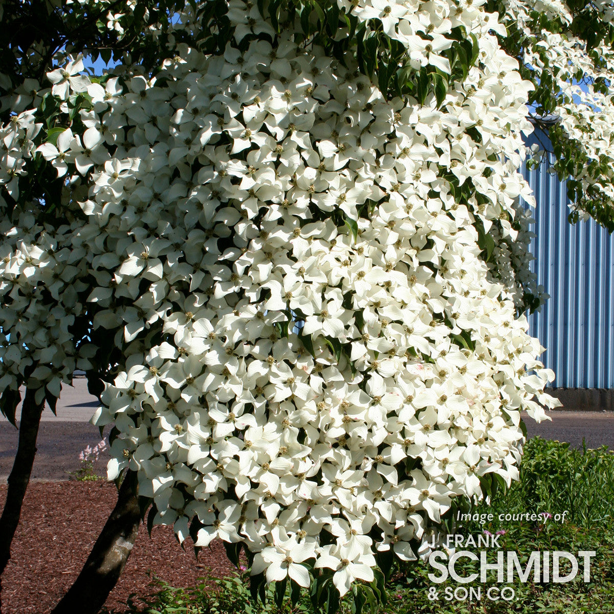 Cornus k. Milky Way 15gal 1.25" cal.Dogwood tree