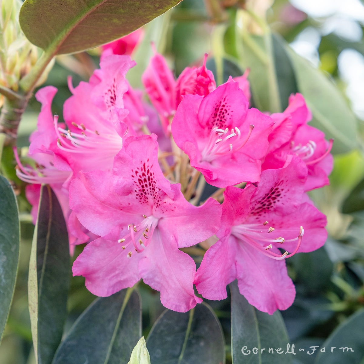 Rhododendron Cynthia 12-15in – Cornell Farm