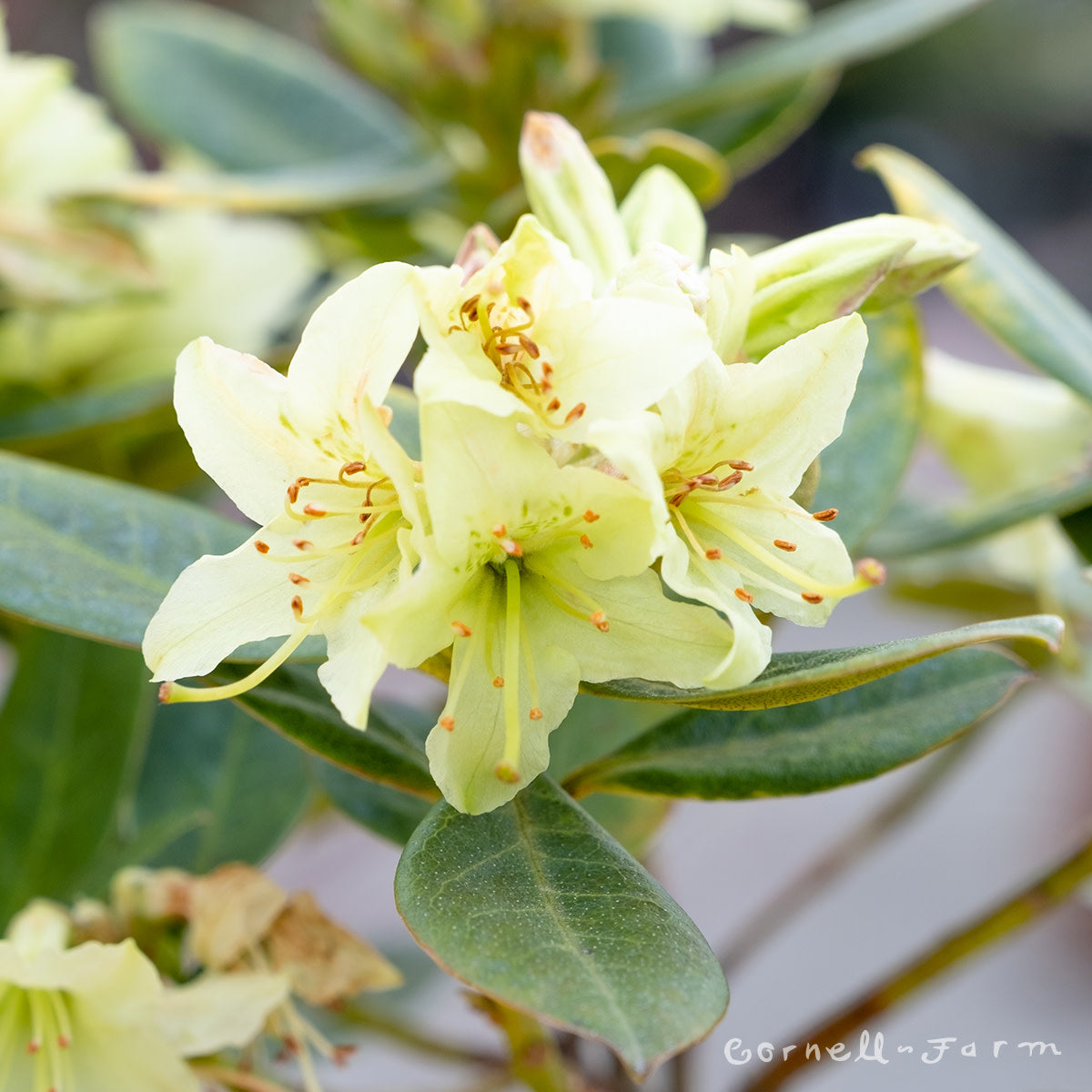 Rhododendron Shamrock 2gal