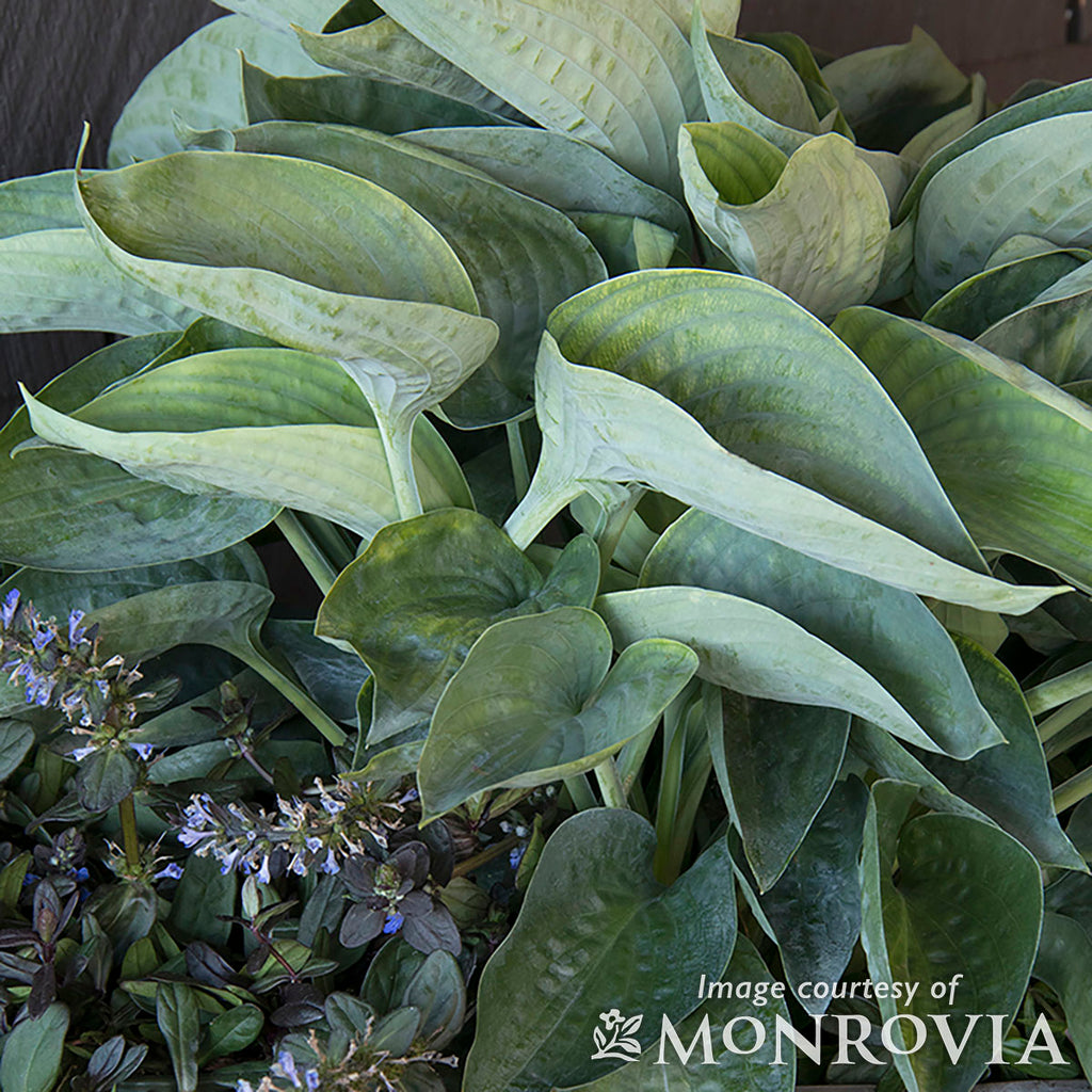 Hosta Abiqua Drinking Gourd