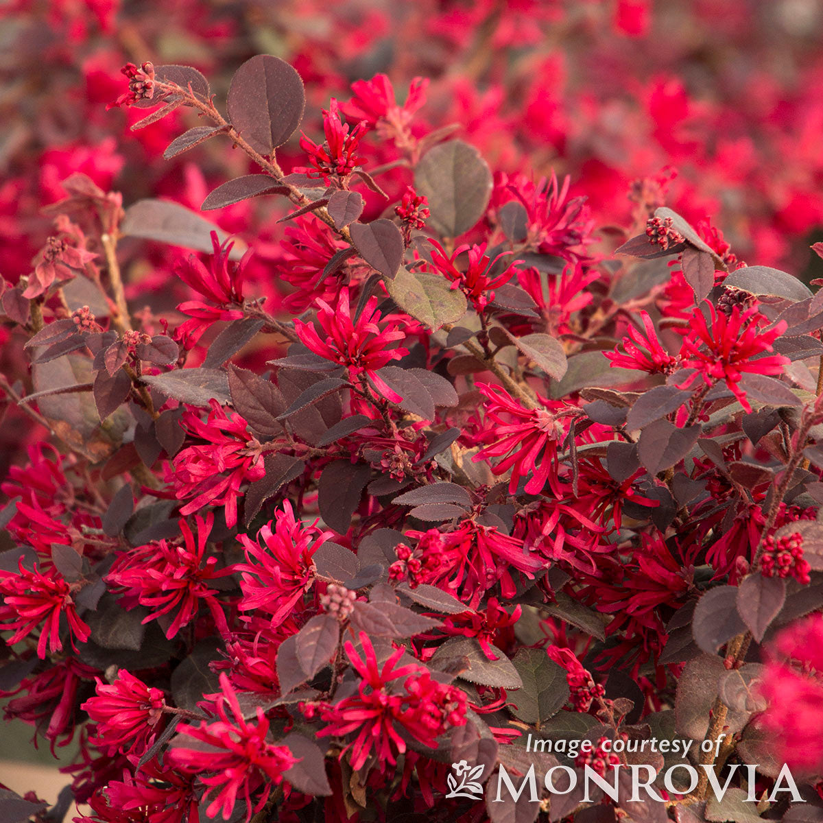 Loropetalum c. Ever Red 5gal Fringe Flower