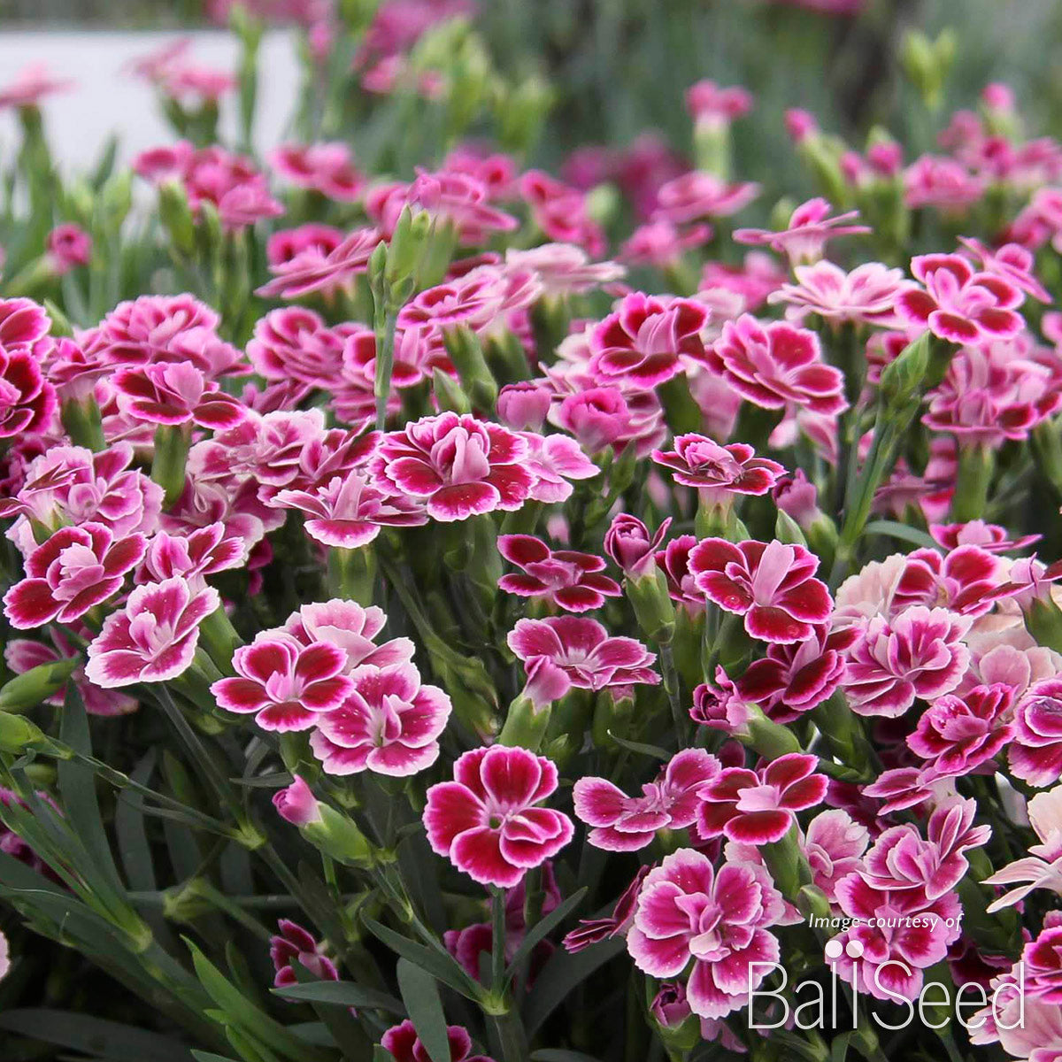 Dianthus Pink Kisses 4.25in CF
