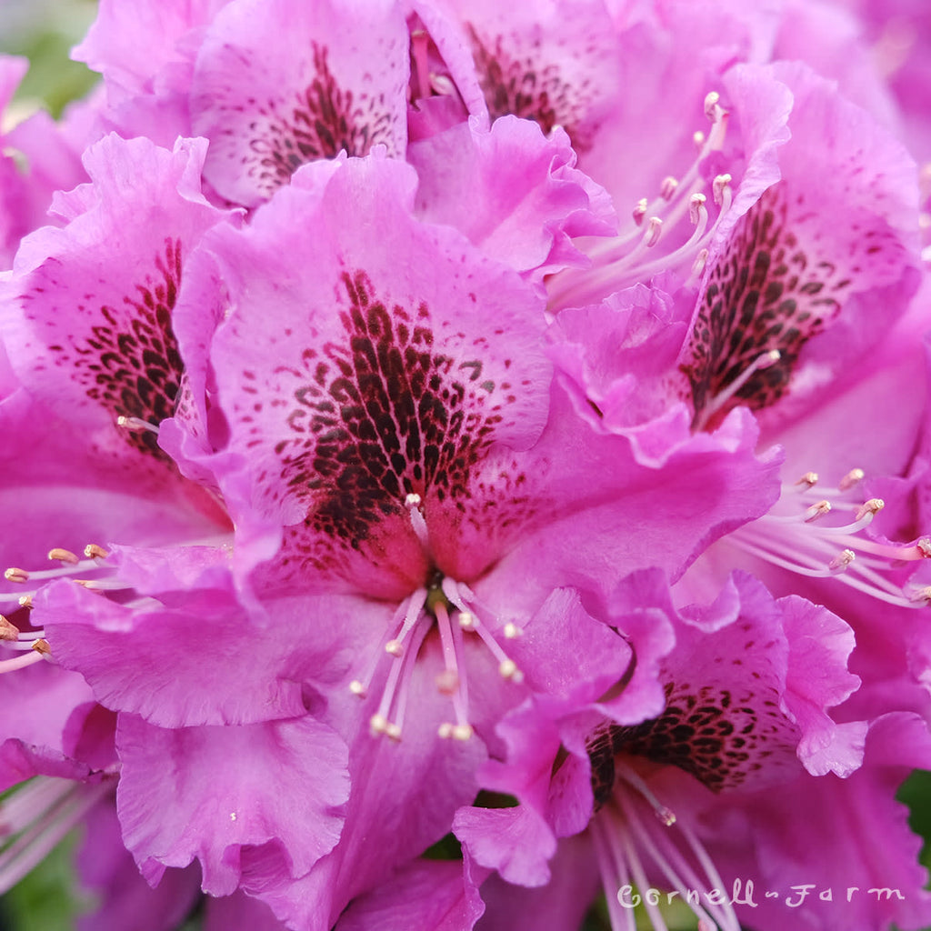 Rhododendron Colonel Coen 15gal – Cornell Farm