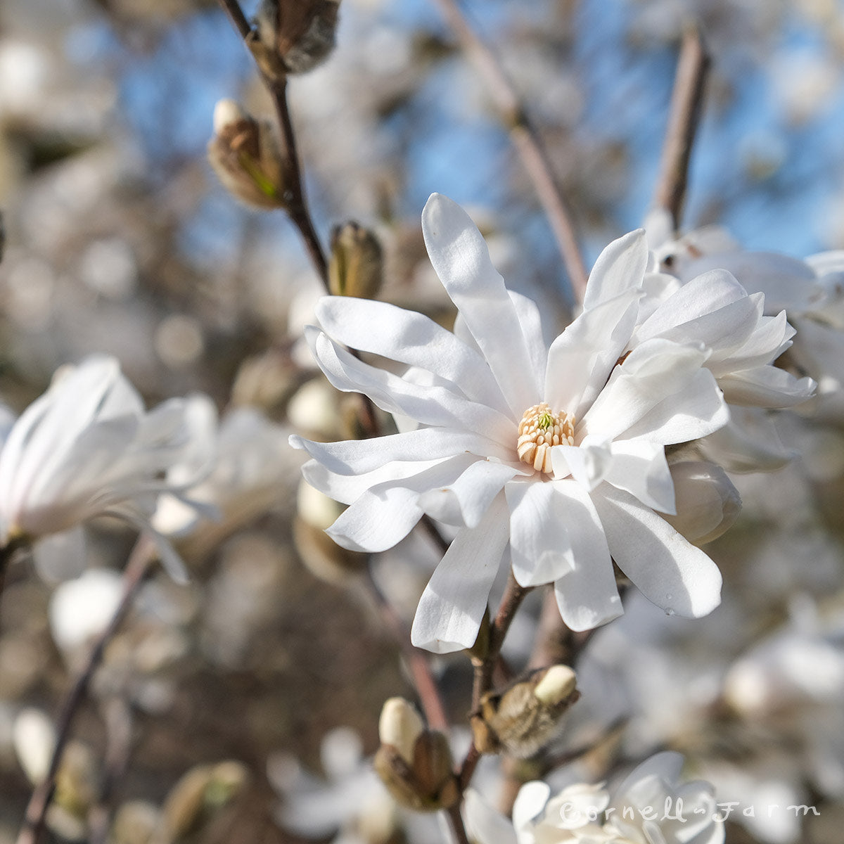 Magnolia stellata Royal Star 7gal 3-4'