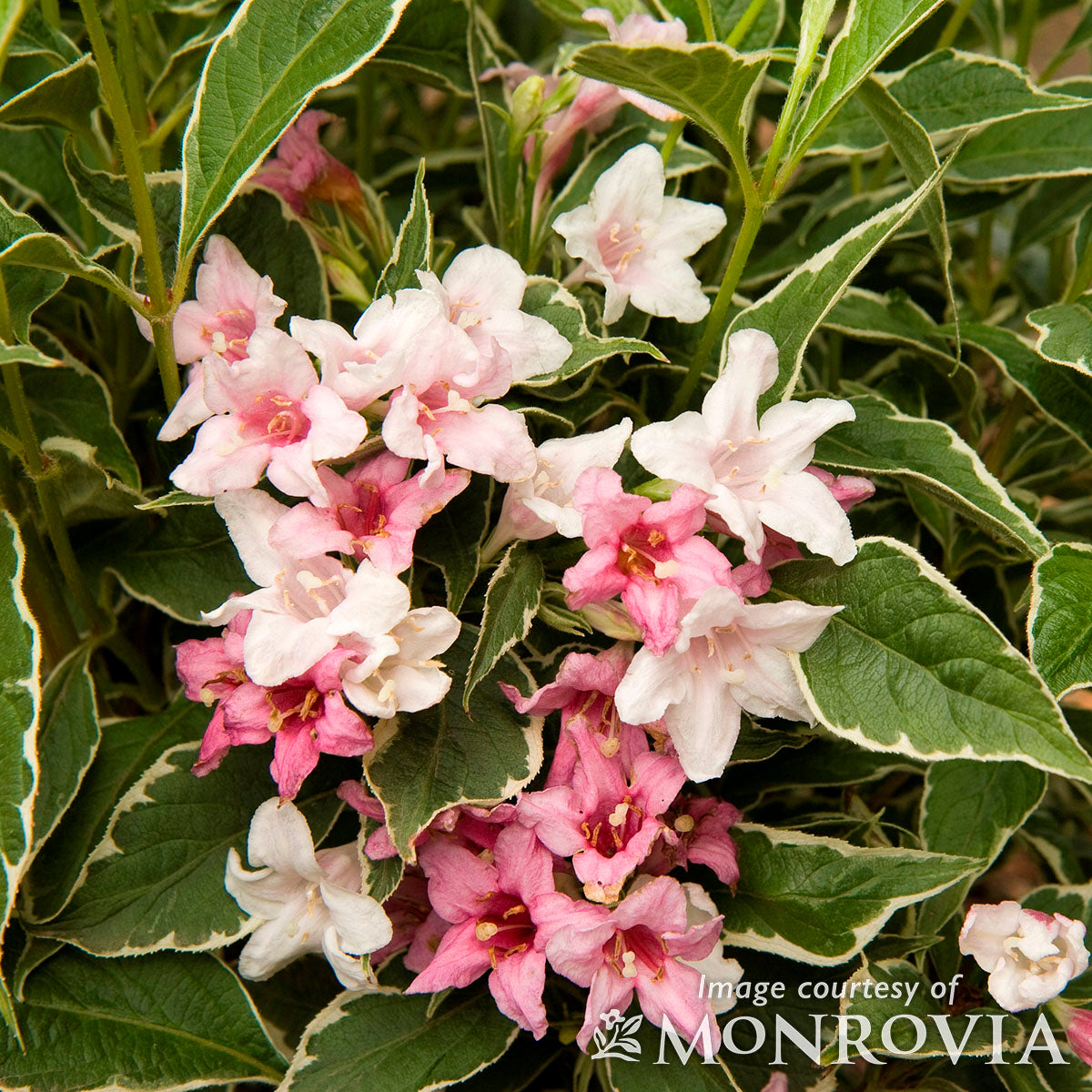 Weigela Magical Fantasy 2gal