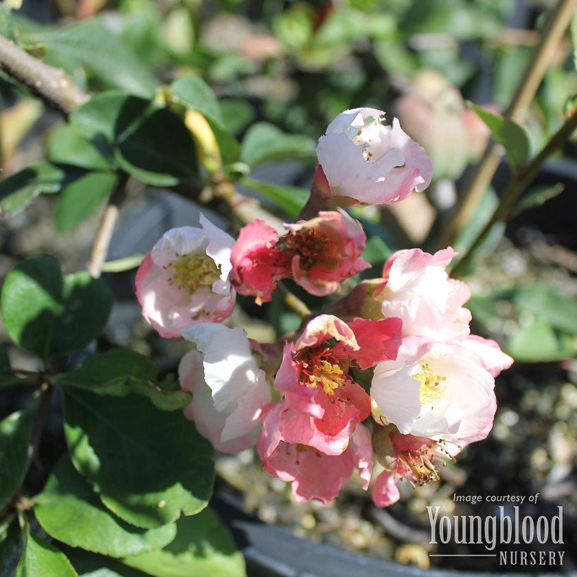 Chaenomeles Toyo Nishiki 5gal Flowering Quince – Cornell Farm