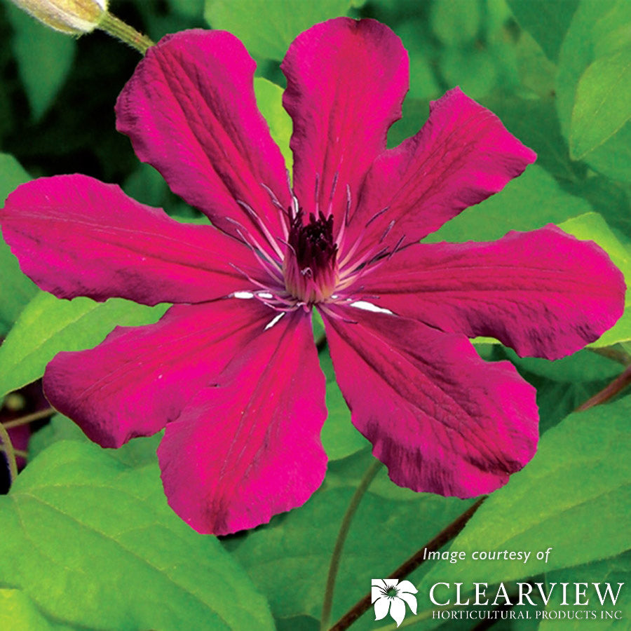 Clematis Allanah 1gal Red