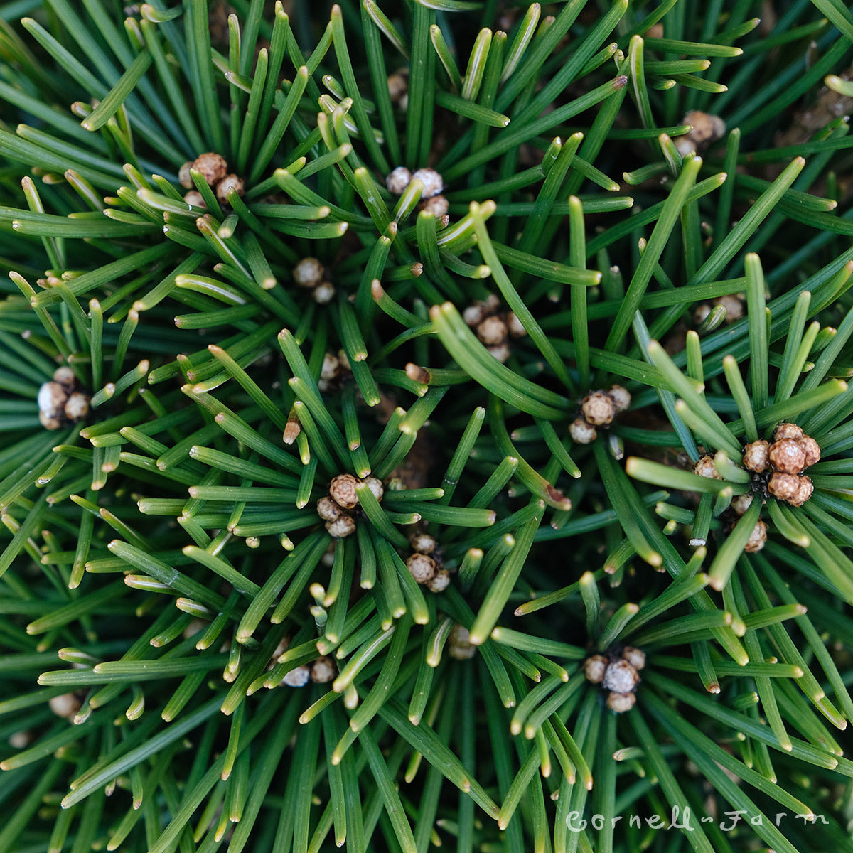 Sciadopitys v. Picola 1gal Japanese Umbrella Pine