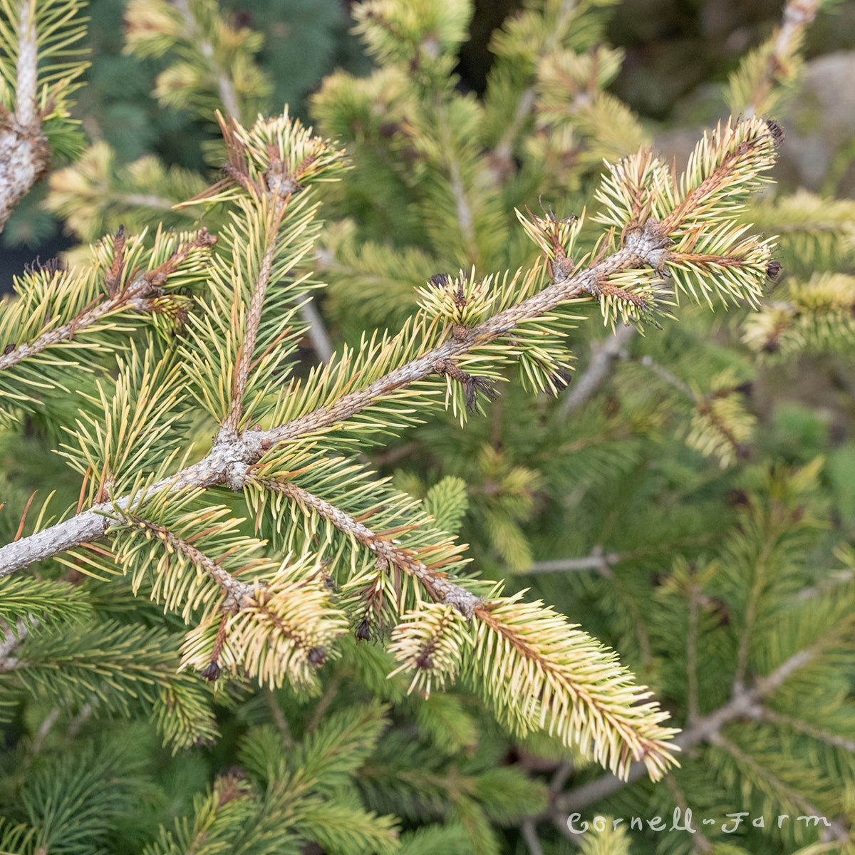 Picea abies Catharine's Golden Heart 6gal Norway Spruce