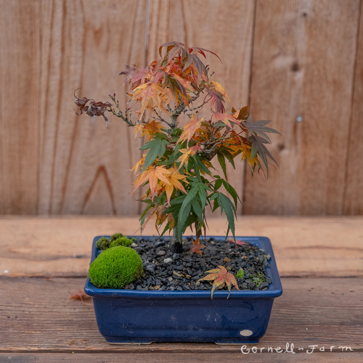 Acer p. Mini Maple Pre-bonsai Japanese Maple