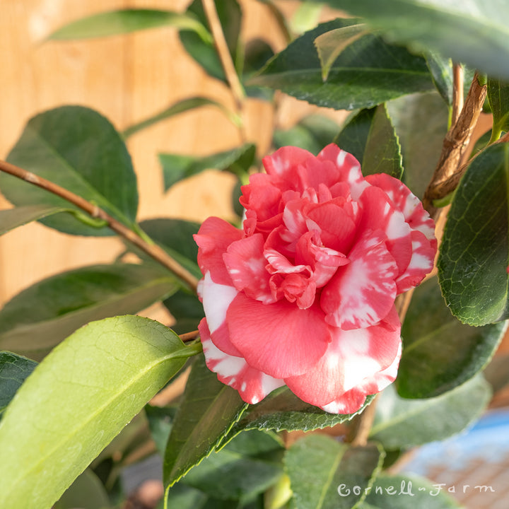 Camellia j. Daikagura 5gal – Cornell Farm