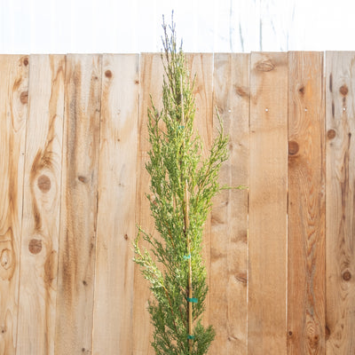 Cupressus s. Worthiana 5gal Narrow Italian Cypress