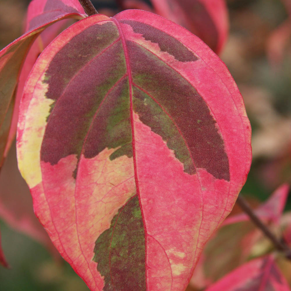 Cornus kousa Summer Gold 15gal 6-7ft Dogwood