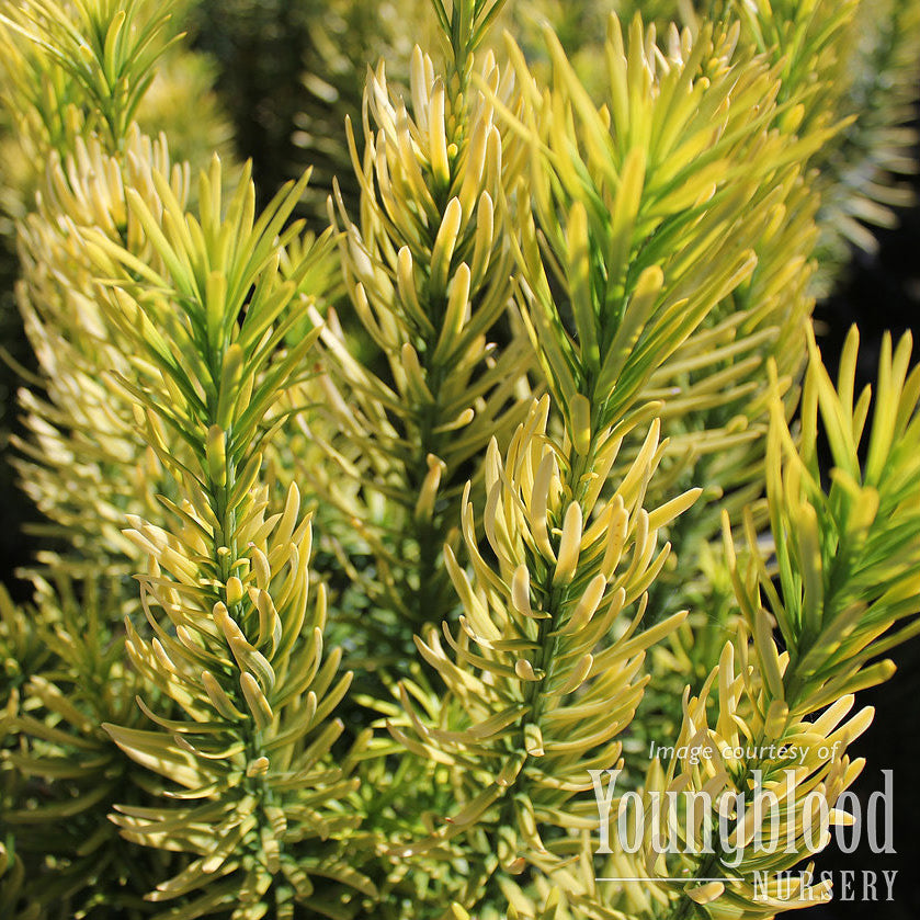Cephalotaxus h. Korean Gold 2gal Plum Yew