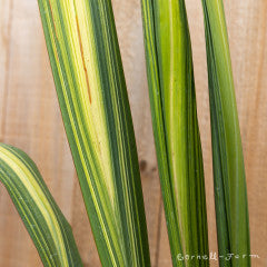 Phormium Yellow Wave Qrt. New Zealand Flax