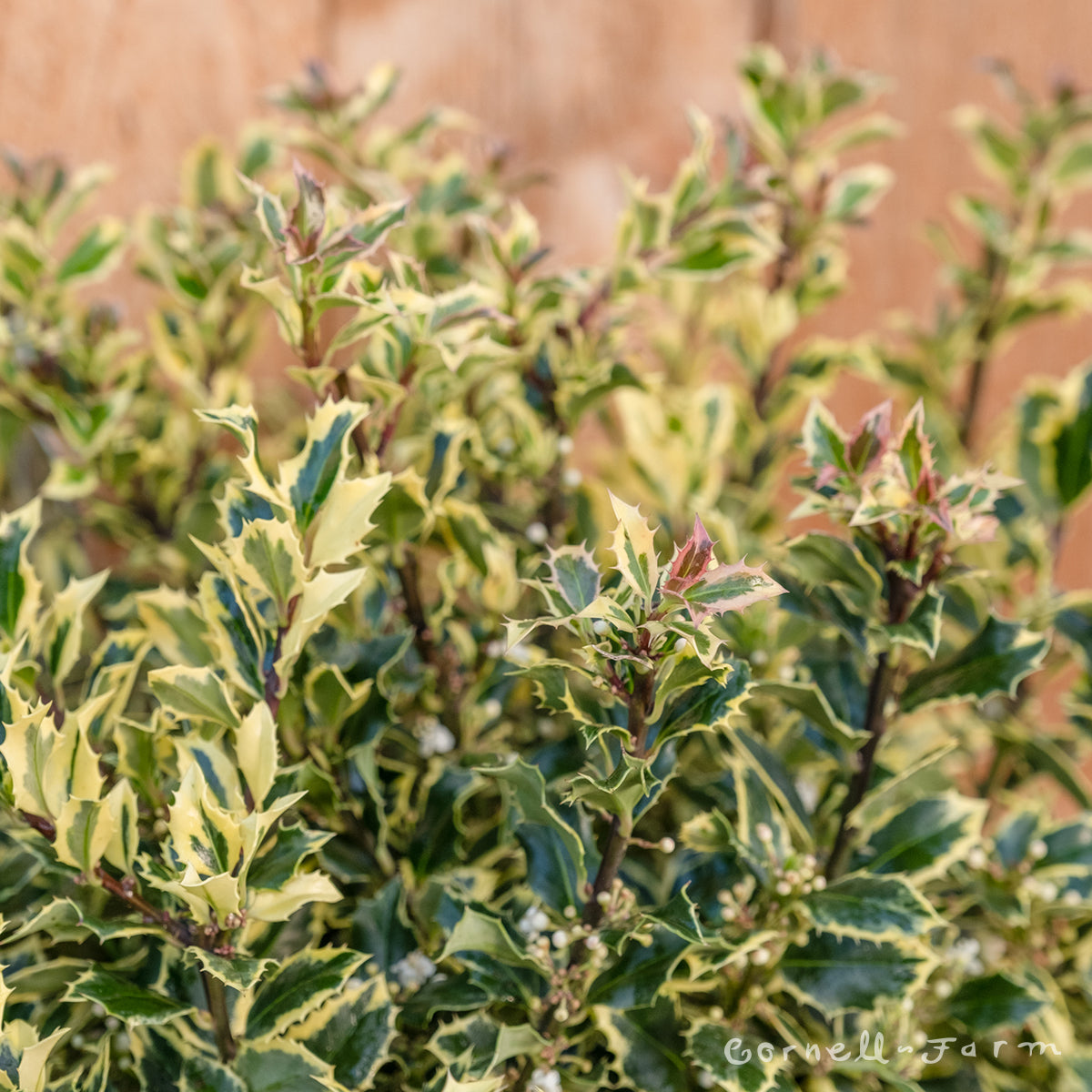 Ilex a. Argentea Marginata 5gal Variegated English Holly